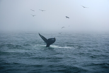 Buckelwal an der Küste von Monterey, USA, im Pazifik
