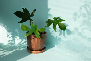 Potted plant, philodendron from the family Araceae on a blue background