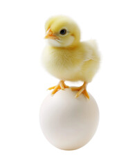 Fototapeta premium A small, fluffy yellow chick balances on a smooth white egg, symbolizing new beginnings and the wonders of nature. Transparent background PNG