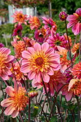 Obraz premium dahlia Lava Glow, pink, yellow flower with red-yellow heart