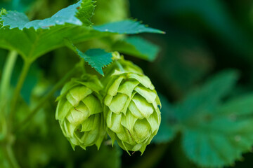 Beer Hops, Humulus lupulus