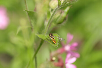 Syrphe à ceintures (Episyrphus balteatus)
Episyrphus balteatus on an unidentified flower or plant
