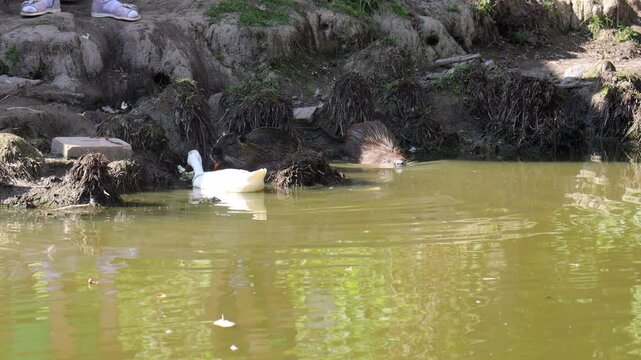 white nutria at the zoo