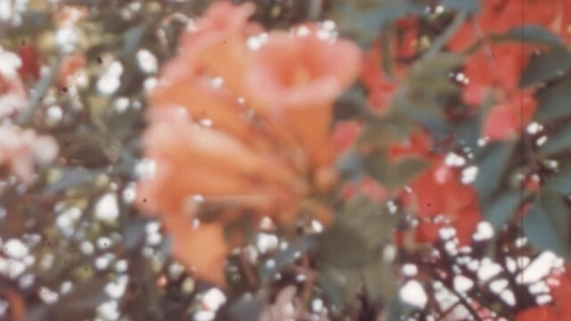 Close-up of orange and red flowers of an oleander, Nerium oleander, in 1960s. Vivid colors and natural beauty of these blossoms with a vintage film effect. Archival footage.
