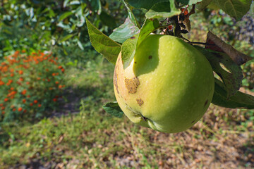 ripe apples on a tree