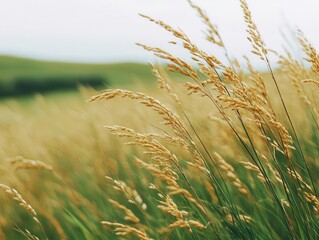 Wind sweeping across an open field, bending tall grass, breezy weather, dynamic motion