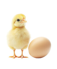 Obraz premium A fluffy yellow chick stands next to a smooth brown egg, symbolizing new beginnings and the cycle of life. Transparent background PNG