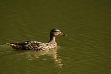Weibliche Ente am Wasser schwimmend mit gr&uuml;n
und beige Farbt&ouml;nen