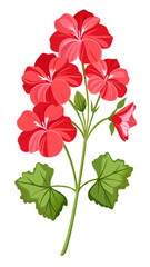 Vibrant Pink Geranium Flowers with Green Leaves Illustration - illustration of vibrant pink geranium flowers surrounded by lush green leaves. Perfect for botanical, floral, and nature-themed designs.