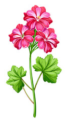 Vibrant Pink Geranium Flowers with Green Leaves Illustration - illustration of vibrant pink geranium flowers surrounded by lush green leaves. Perfect for botanical, floral, and nature-themed designs.