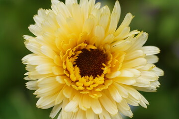 Florale Schönheiten im Detail und freigestellt