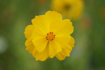 Florale Schönheiten im Detail und freigestellt