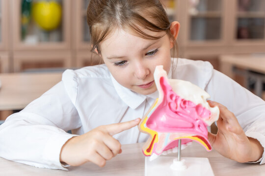 A schoolgirl studies an anatomical model of the human nasopharynx in a school class while sitting at her desk.