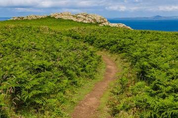 Naklejka premium Lush green foliage and tracks on Skomer Island, Pembrokeshire, Wales