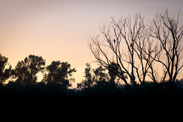 Fototapeta premium Silhouette of birds sitting on a dry tree at sunset