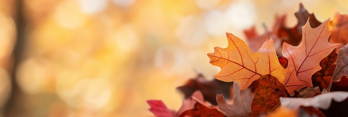 Fototapeta premium Beautiful autumn leaves captured in golden light, symbolizing the changing season and the beauty of nature.
