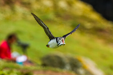 Atlantic Puffin (Fratercula arctica) with a beak full of Sand Eels flying in front of a spotter on Skomer Island, Wales