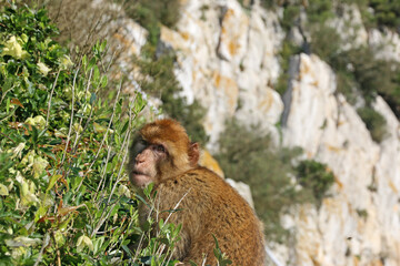 Barbary macaque on the rock of Gibraltar	