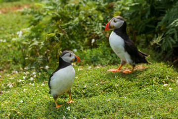Pair of Atlantic Puffins (Fratercula arctica) stood near their burrows on Skomer Island, Wales