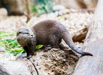 Brown otter looking away from the camera