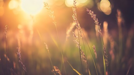 Obraz premium Wild grass in the forest at sunset. Macro image, shallow depth of field. Abstract summer nature background. Vintage filter