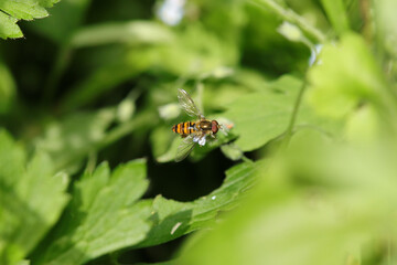 Syrphe à ceintures (Episyrphus balteatus)
Episyrphus balteatus on an unidentified flower or plant
