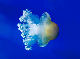 Close up of a white jellyfish