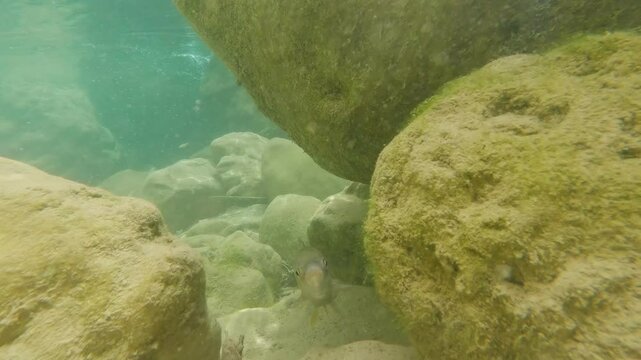 Boga del Guadiana bajo el agua, vista frontal, labio corneo