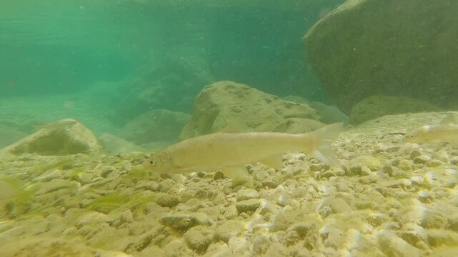 Boga del Guadiana y  juvenil de Barbo Andaluz bajo el agua en  un r&iacute;o