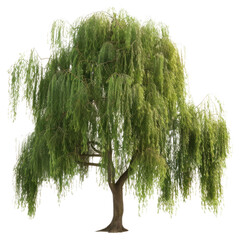 PNG  Graceful weeping willow tree image