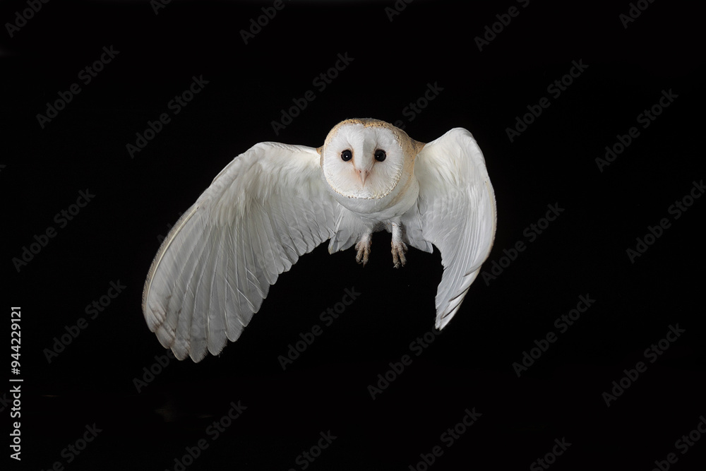 Poster a captive barn owl caught in flight against a black background. there is space for text around the b