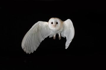 a captive barn owl caught in flight against a black background. There is space for text around the bird as it flies forward