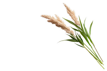 Fototapeta premium Aesthetic pampas grass with feathery plumes and lush green leaves, perfect for home decor and nature-themed designs isolate on transparency background