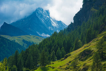 Fototapeta premium Mountain landscape with fir forest and snow-capped peaks