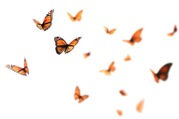 PNG Vibrant monarch butterflies in flight © Rawpixel.com