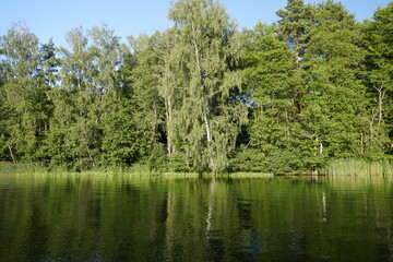 Fototapeta premium Forest lake and a hot day in late August. Windy and sunny