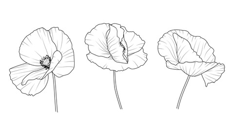 Maki - zestaw trzech kwiatów. Botaniczna ilustracja wektorowa. © Monika