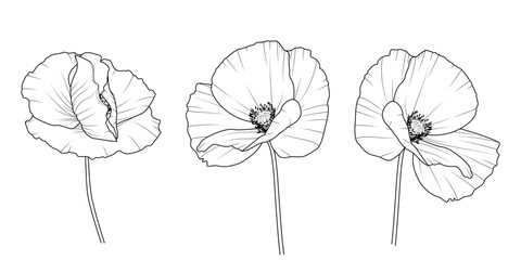 Maki - zestaw trzech kwiatów. Botaniczna ilustracja wektorowa. © Monika