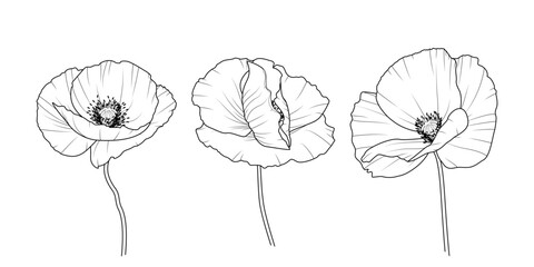Maki - zestaw trzech kwiatów. Botaniczna ilustracja wektorowa.