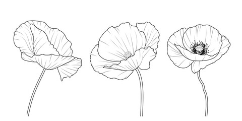 Maki - zestaw trzech kwiatów. Botaniczna ilustracja wektorowa. © Monika