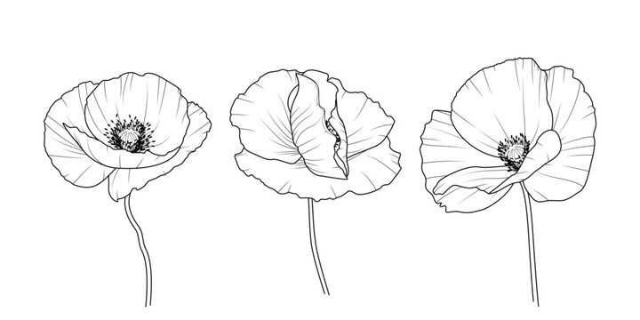 Maki - zestaw trzech kwiat&oacute;w. Botaniczna ilustracja wektorowa.