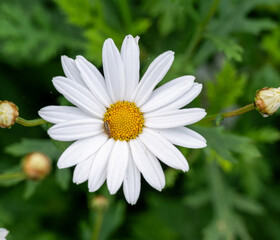 Obraz premium daisy in the garden