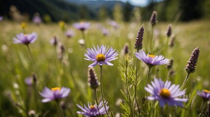 Fototapeta premium Wallpaper close up summer flowers on the meadow