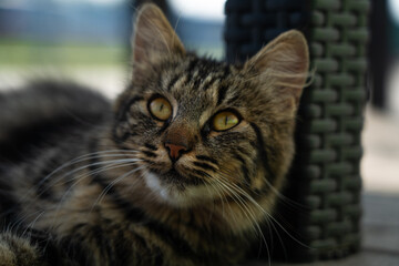 A street cat, a yard cat, lies in the shade, raising his head
