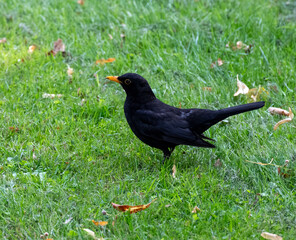 Blackbird walking in grass
