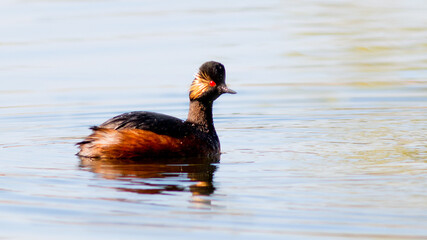 duck on the water