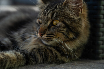 A street cat, a yard cat, lies in the shade, raising his head