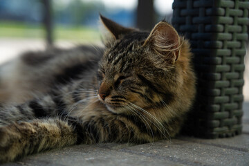 A street cat, a yard cat, lies in the shade, raising his head