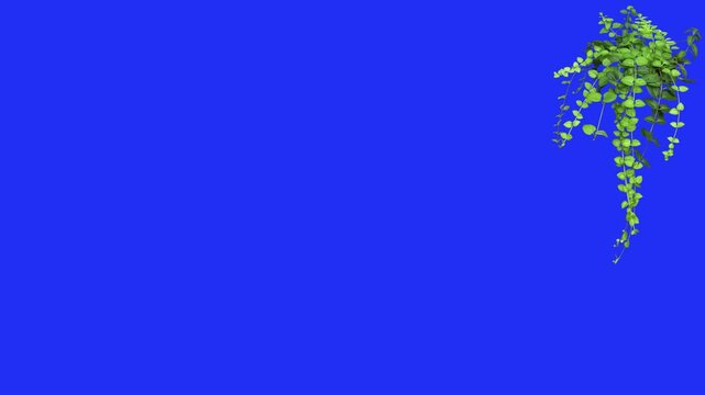 Animation of leaves with stem moving slowly with wind, Blue background, at the top right corner. Perfect for presentation, nature, botany videos. Royalty free videos used commercially. 4k Quality.