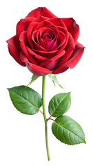 Fototapeta premium Beautiful Red Rose with Green Leaves on White Background- Stunning red rose in full bloom, showcasing its delicate petals and green leaves against a white background, symbolizing love and elegance.